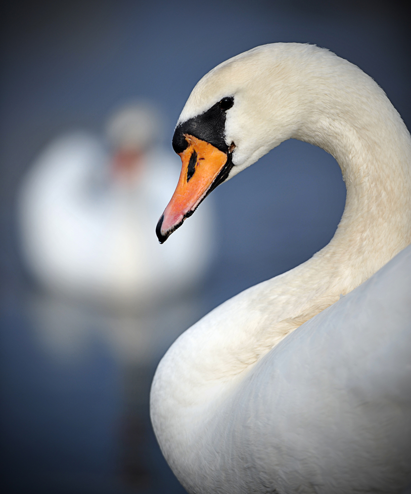 Schwan