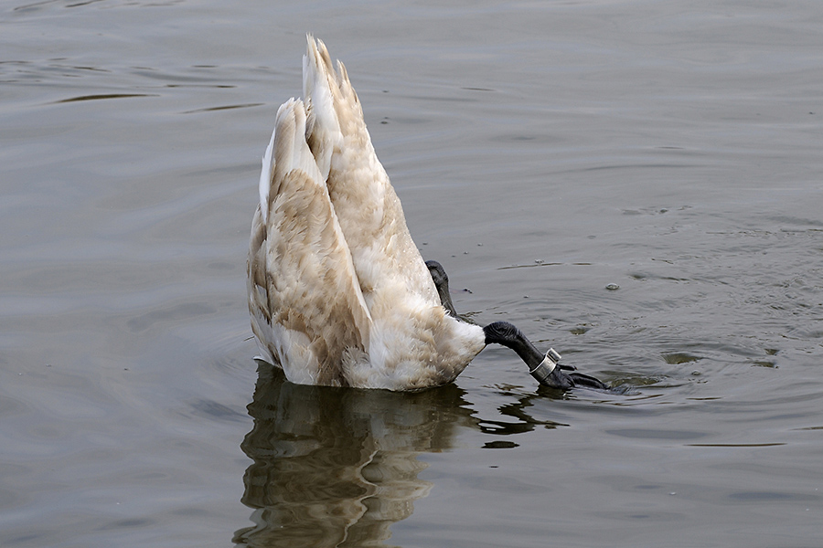 Schwan