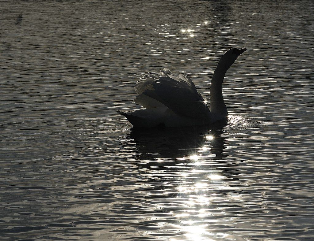 Schwan