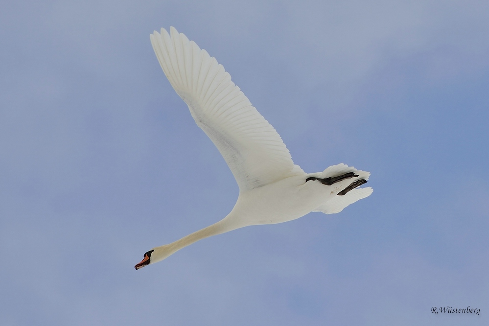 Schwan