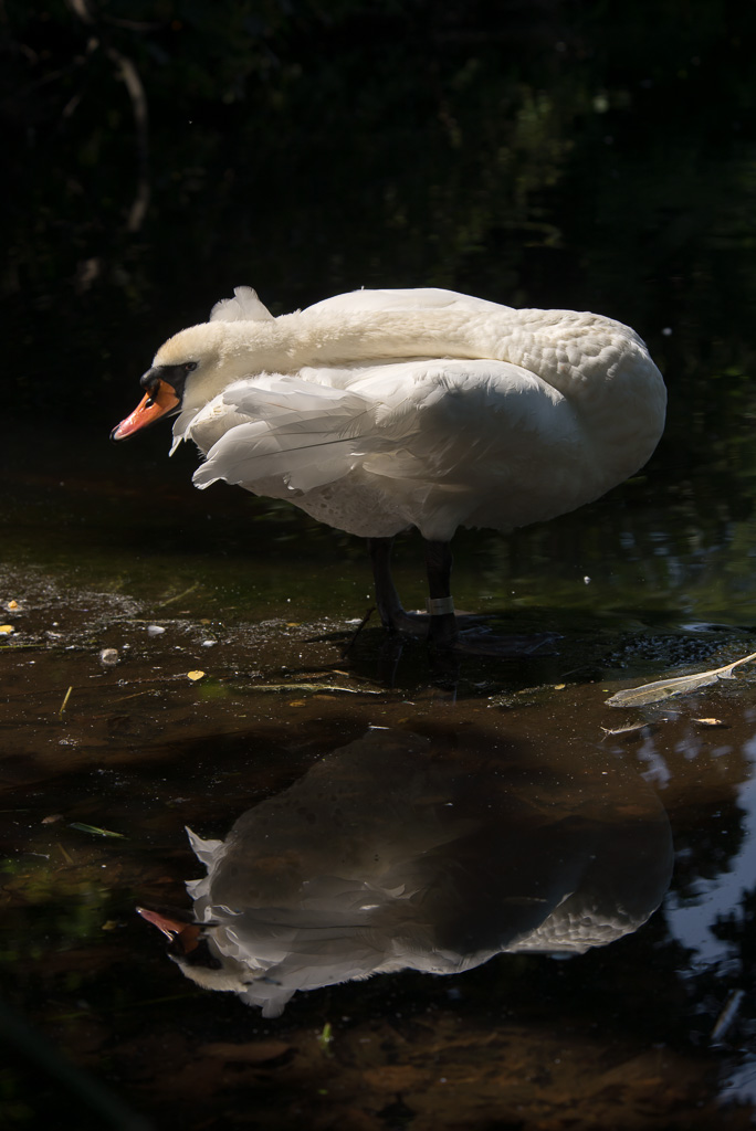 Schwan