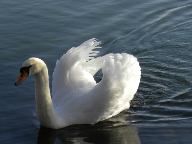 Schwan