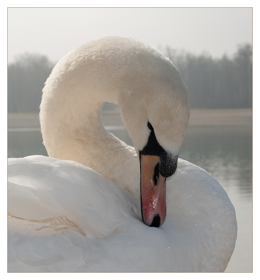 Schwan