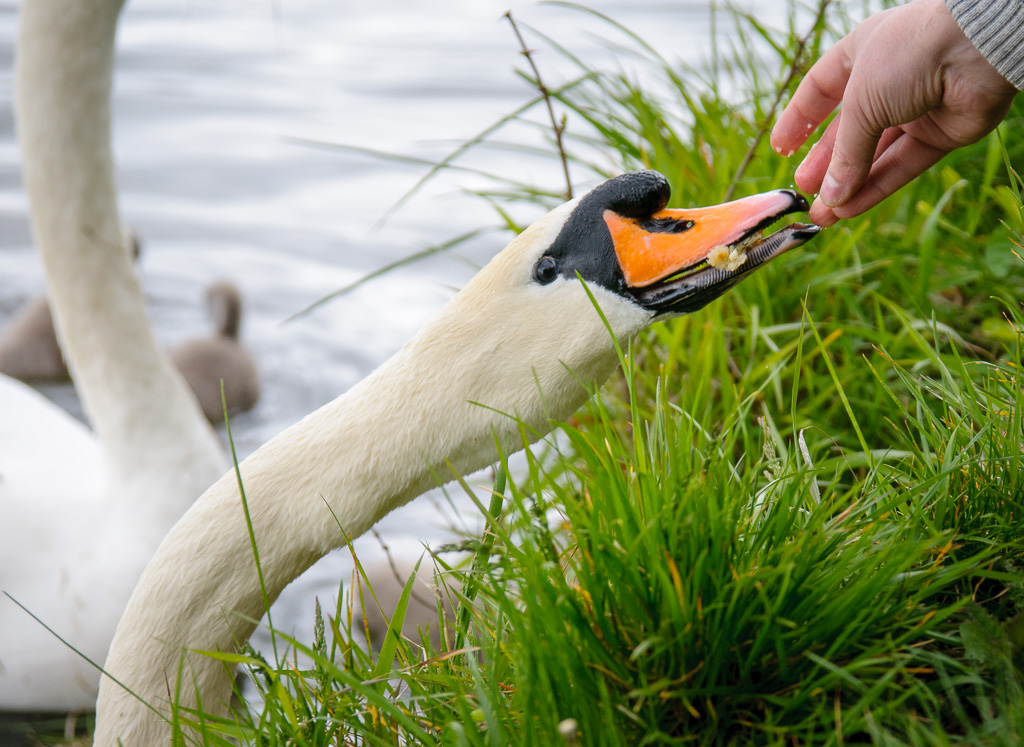 Schwan