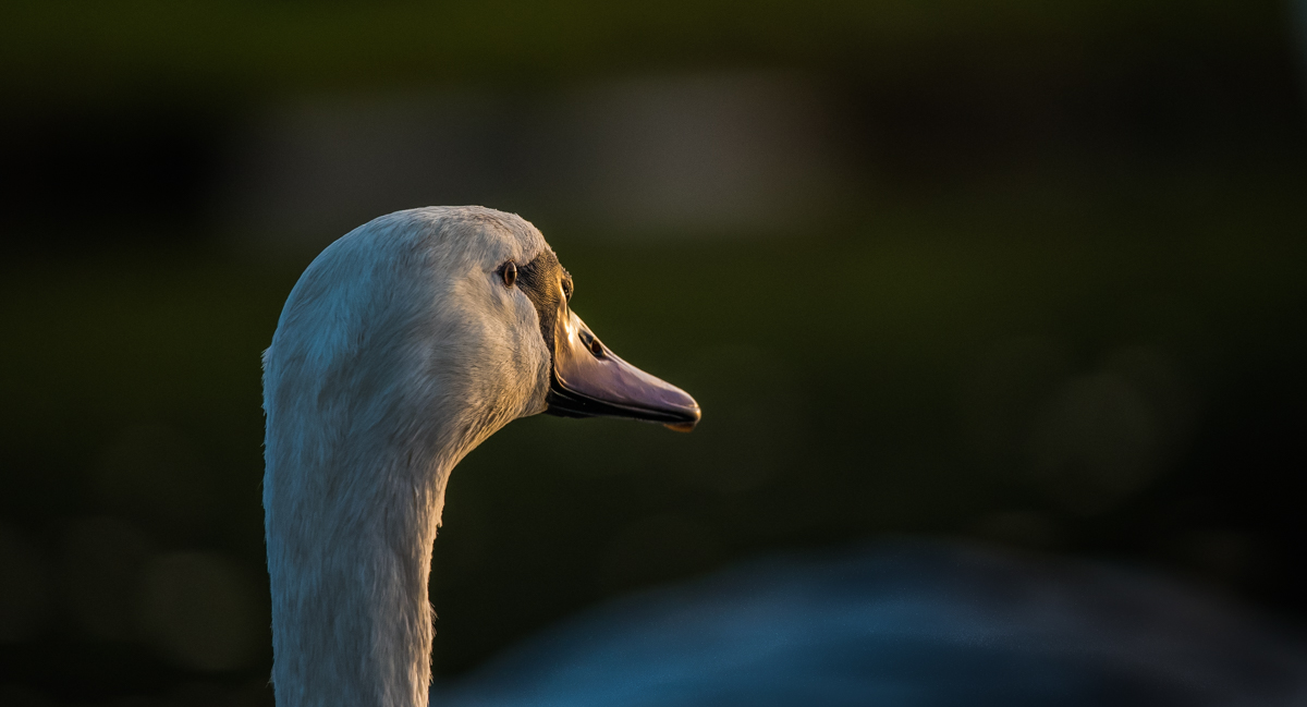 Schwan
