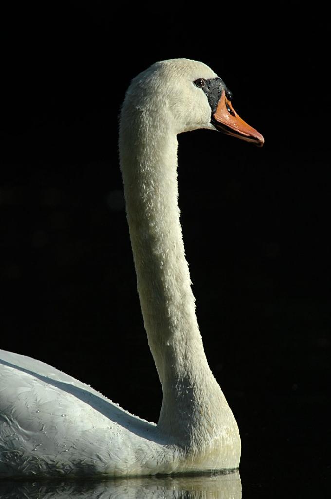 schwan