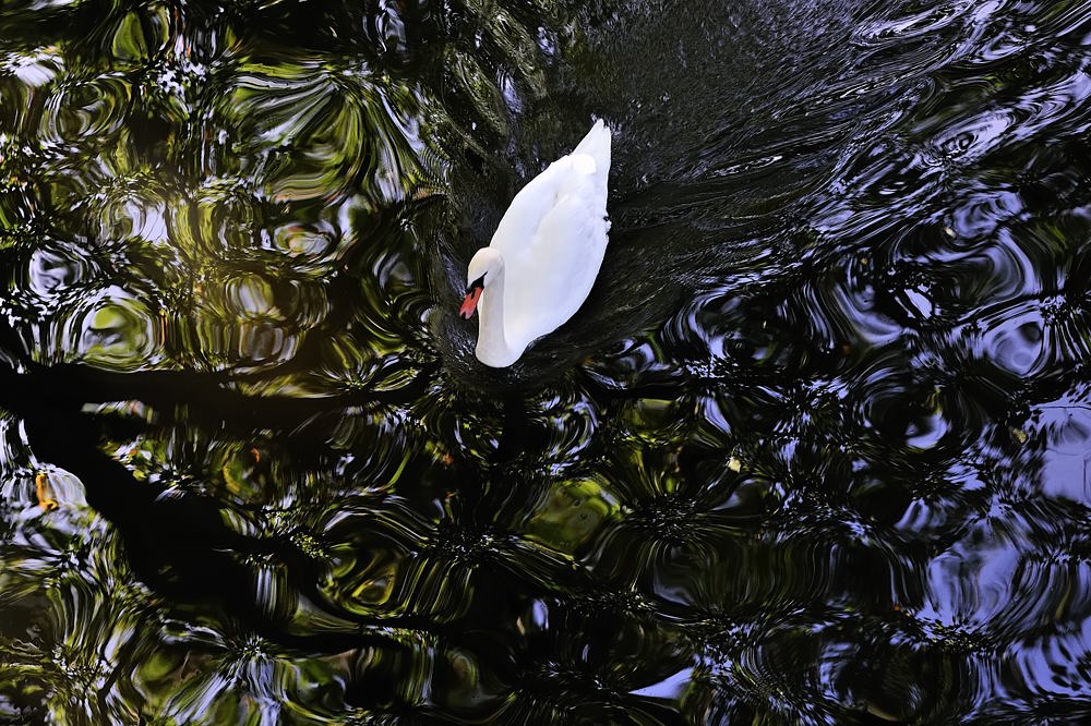 Schwan