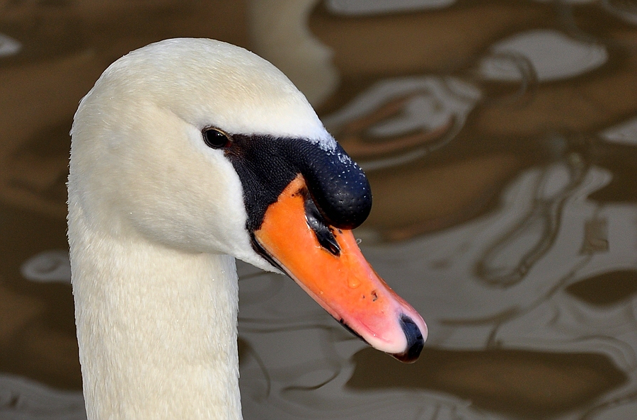Schwan