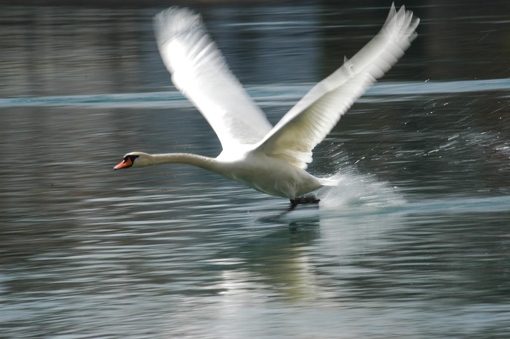 Schwan