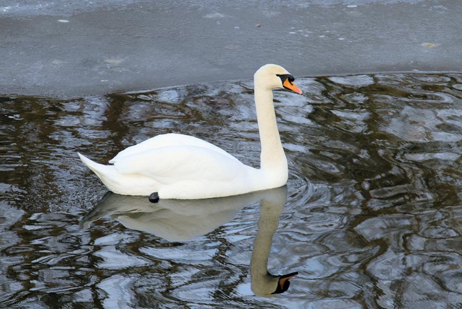 Schwan