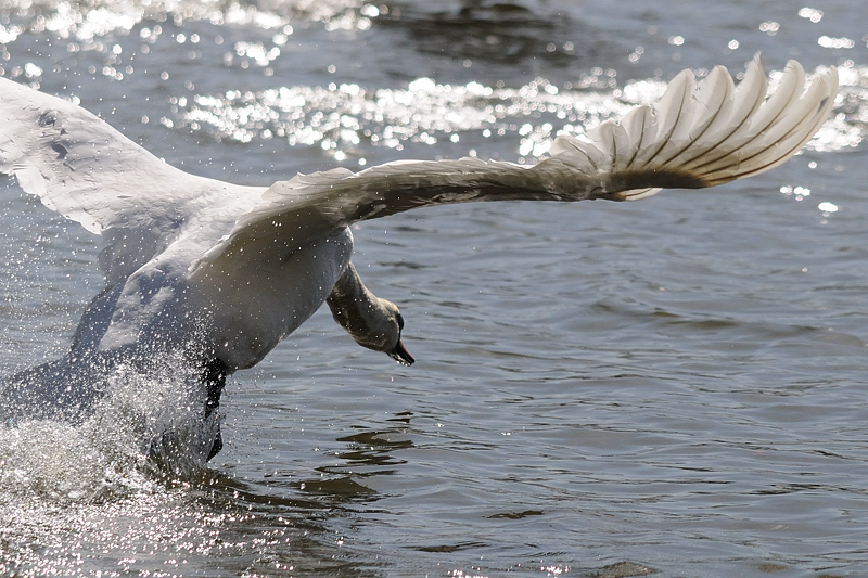 Schwan01