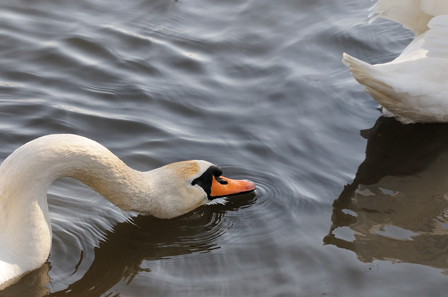 Schwan09