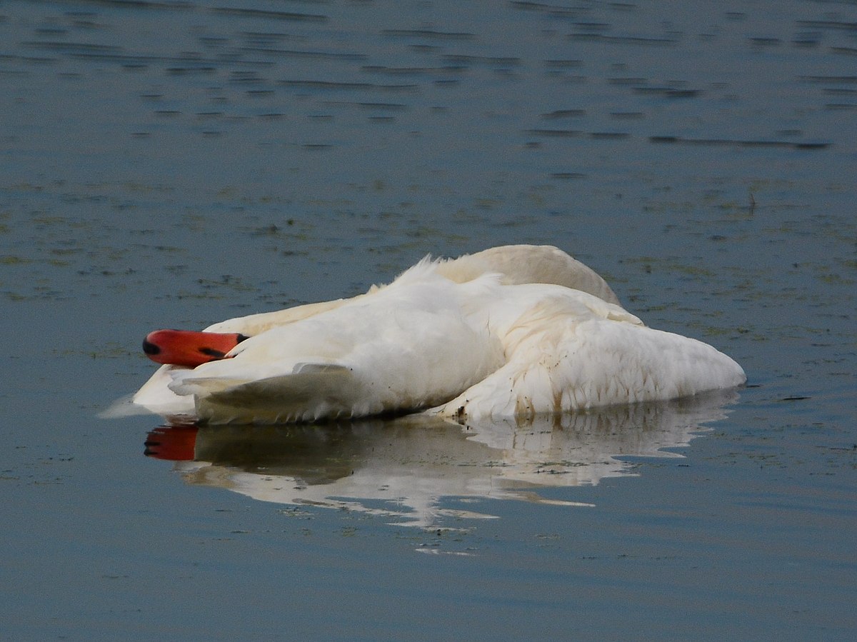 Schwan1 8527 (3)