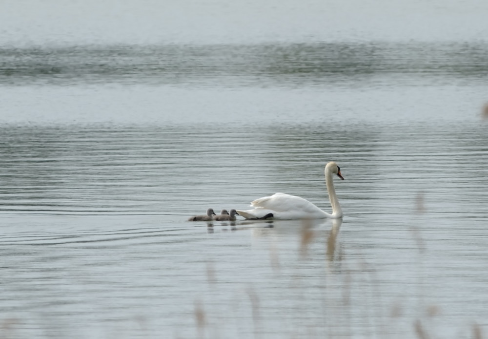 schwan1 JKK 7393