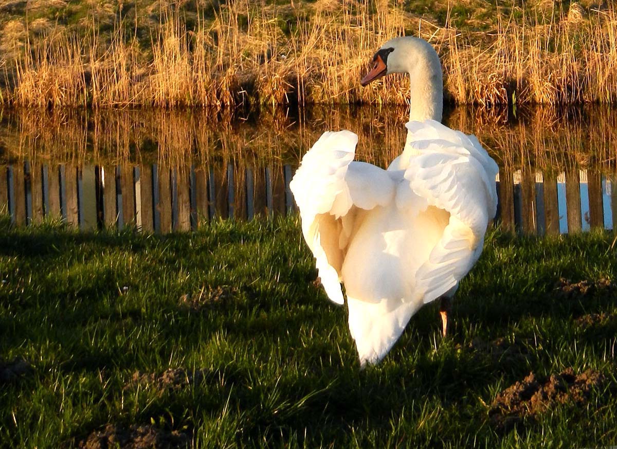 Schwan1ffa