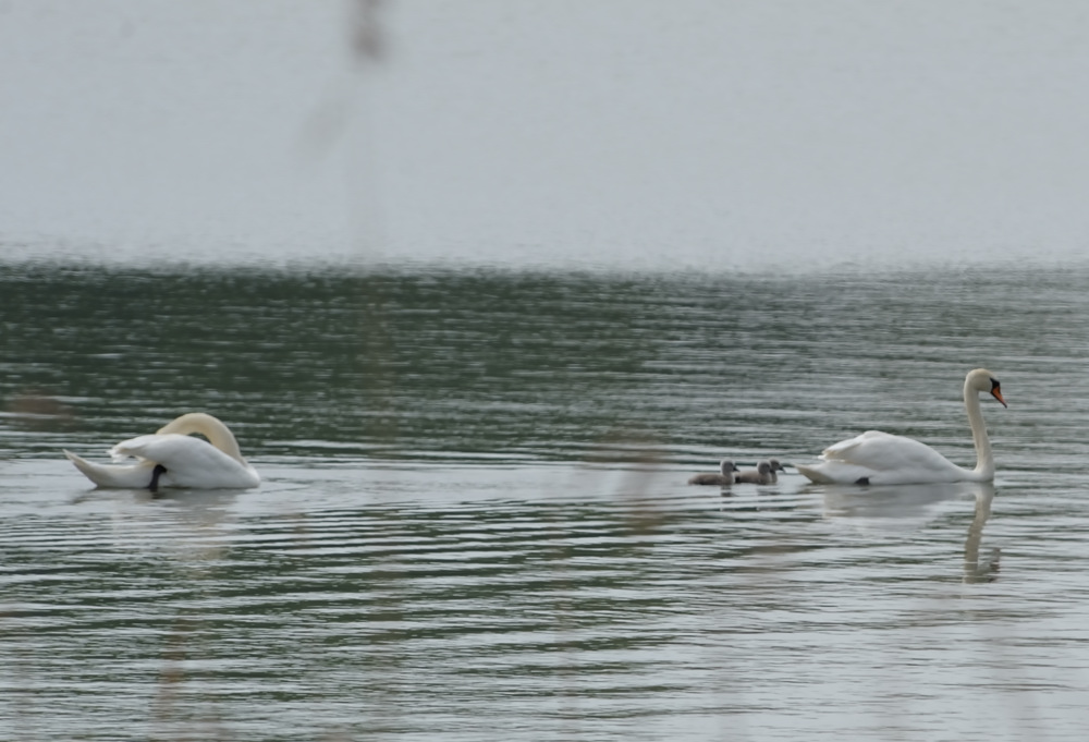 schwan2 JKK 7389