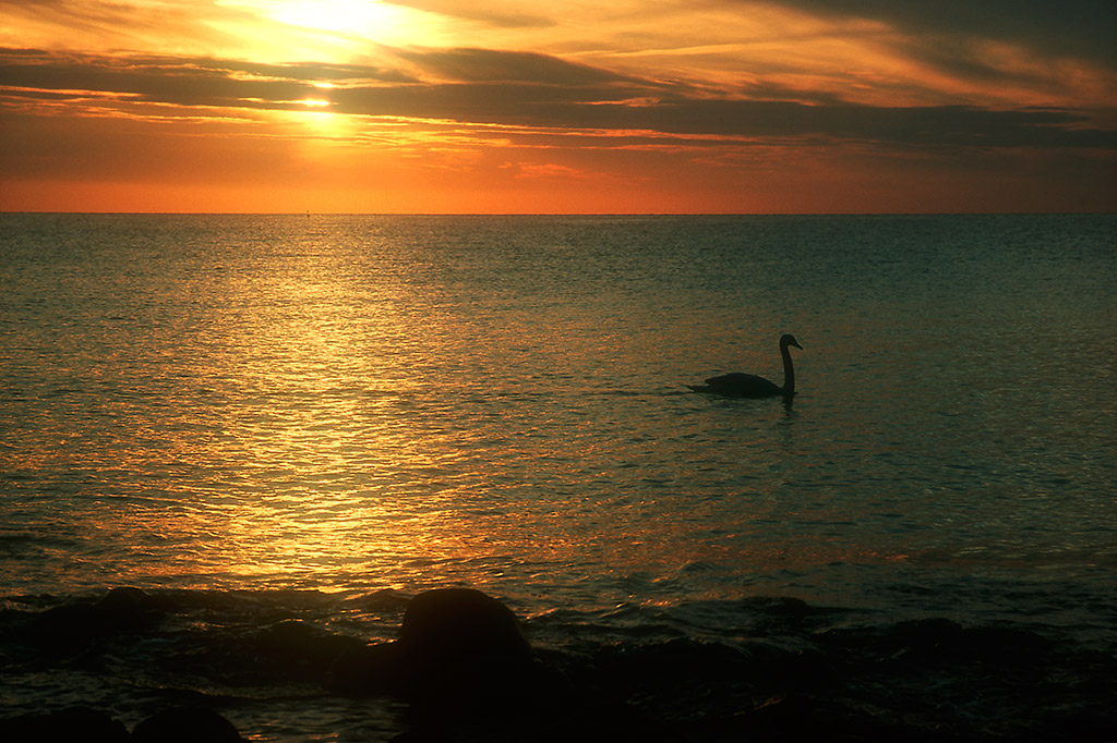 schwan2