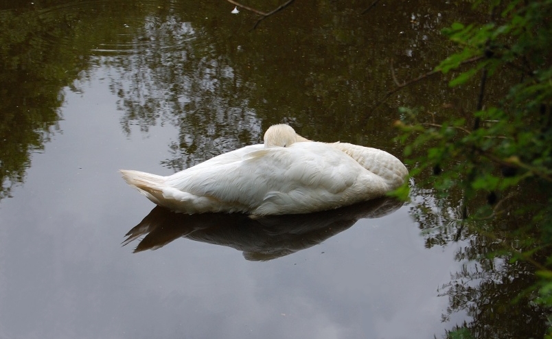 Schwan2