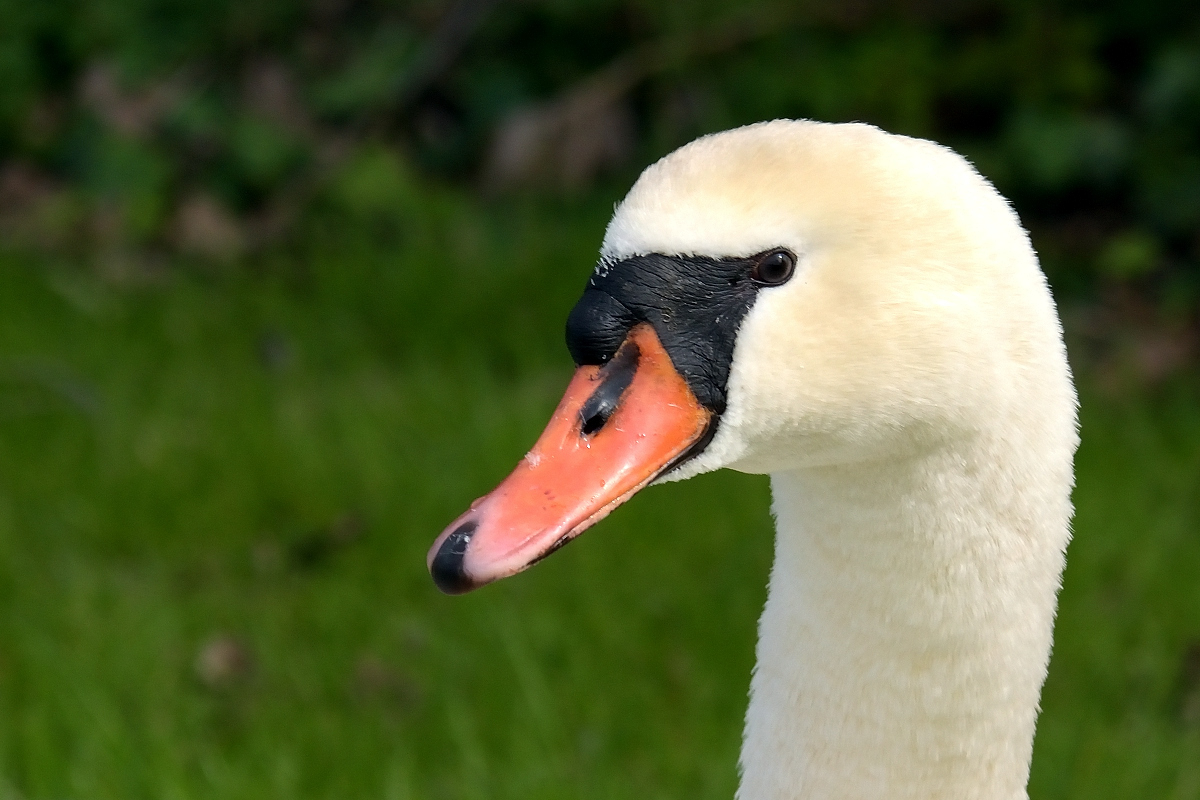 Schwan_027.JPG