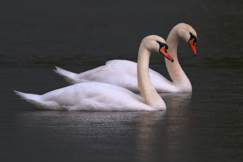 Schwan_4