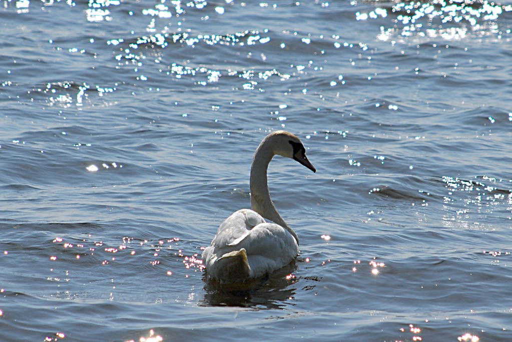 SchwanAuffemMüggelSee 0006 110522 1023x684 90