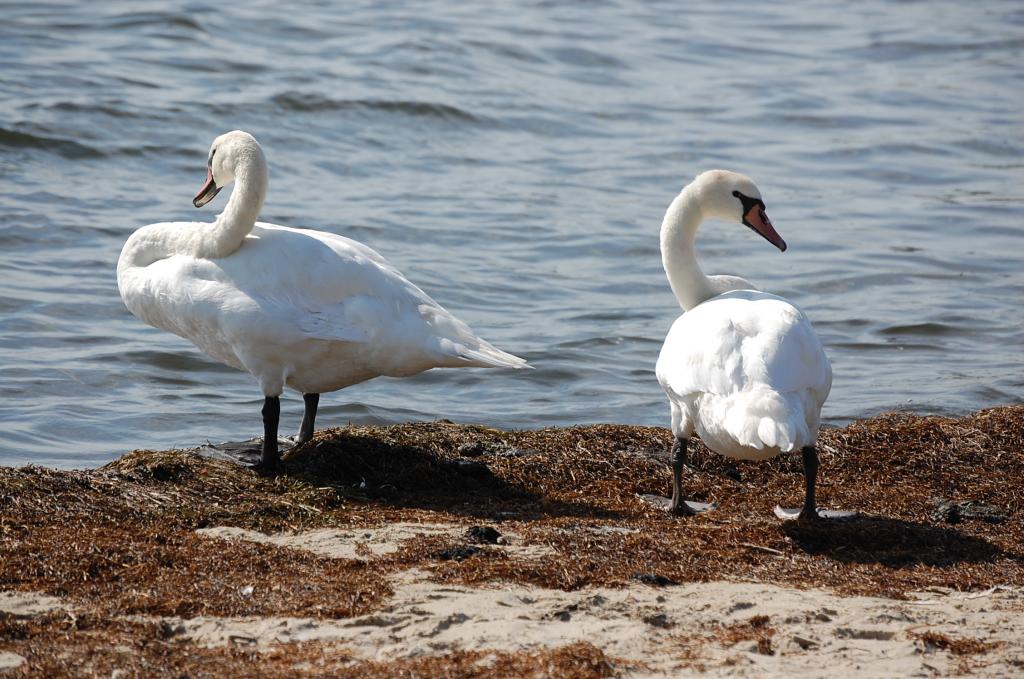Schwanen-Ostsee