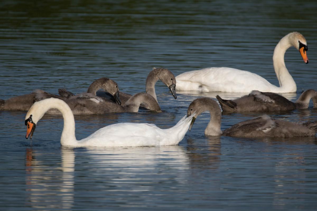 Schwanenfamilie (1 von 1)