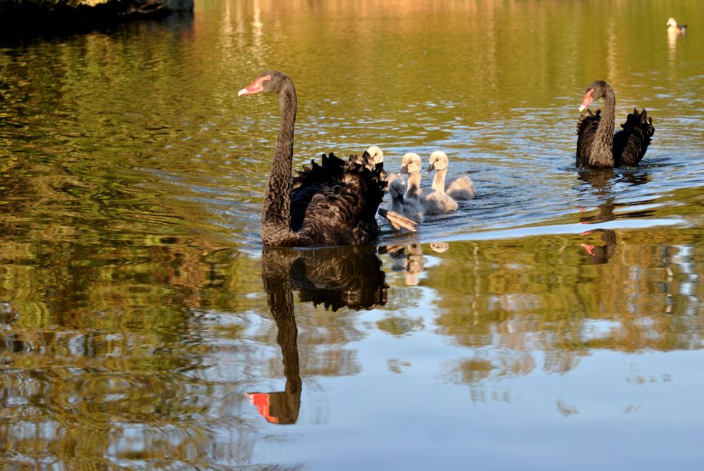 Schwanenfamilie im Wurmtal Naherholungsgebiet Übach-Palenberg