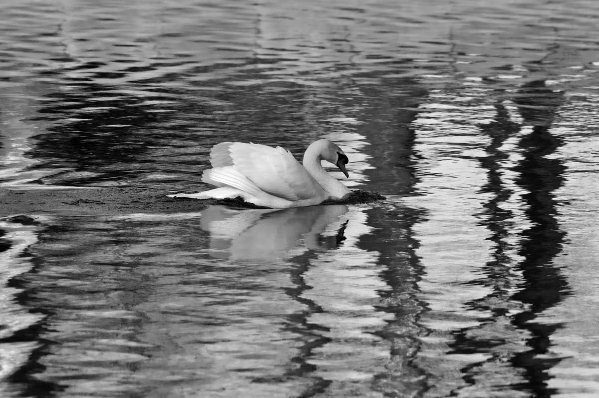Schwanensee BW.jpg