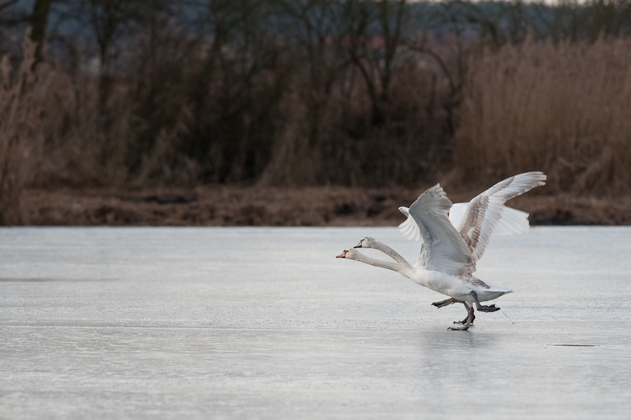 Schwanentanz weniger Beschnitt DSC 5382 Januar 24, 2009 005