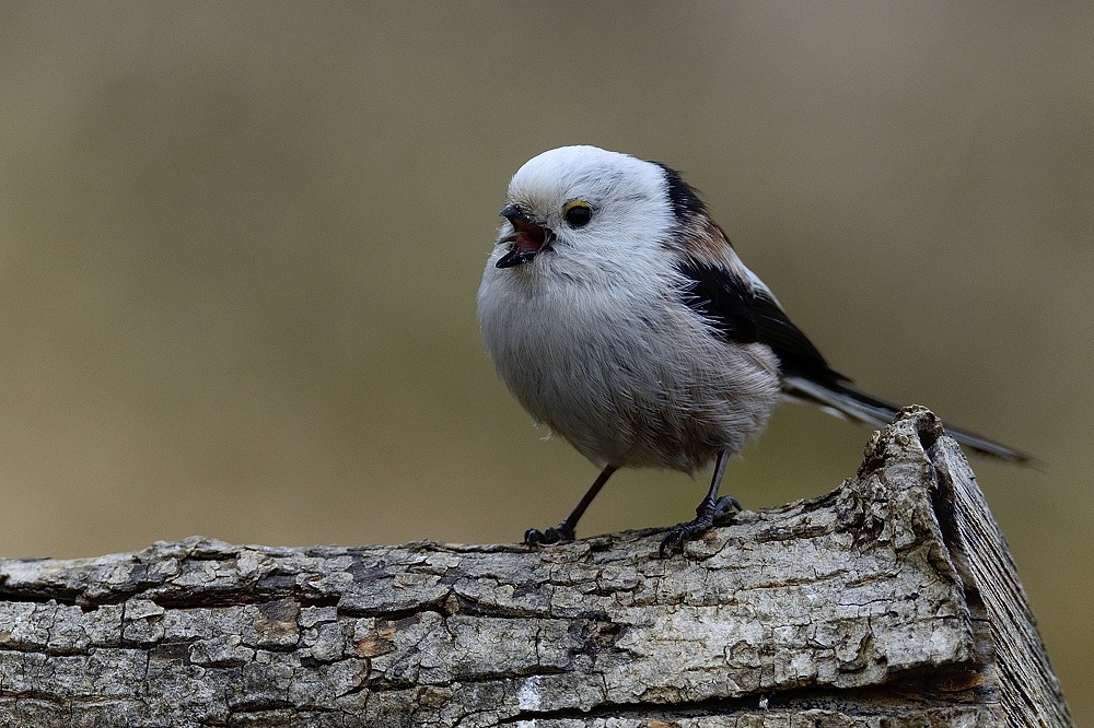 Schwanzmeise 2015 01707.jpg 1