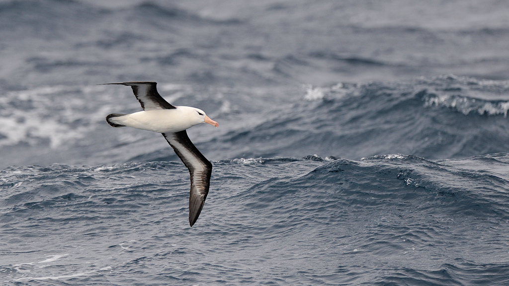 Schwarzbrauen Albatros
Drake Passage
3077