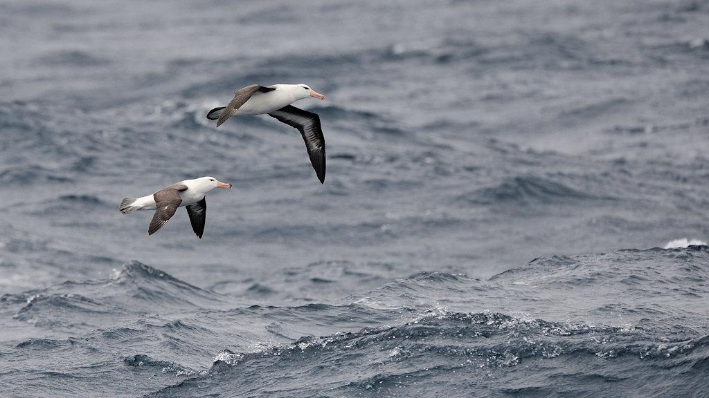 Schwarzbrauen Albatros
Drake Passage
3181