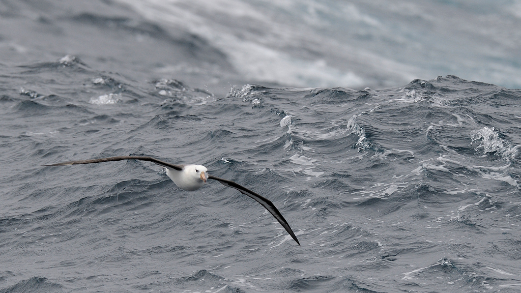 Schwarzbrauen Albatros
Drake Passage
3429