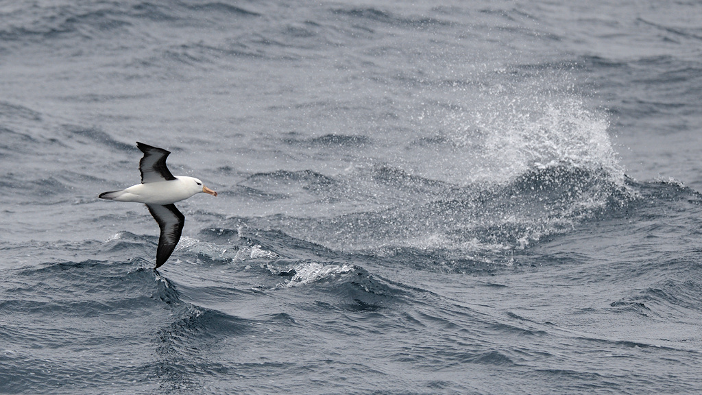 Schwarzbrauen Albatros
Drake Passage
3463