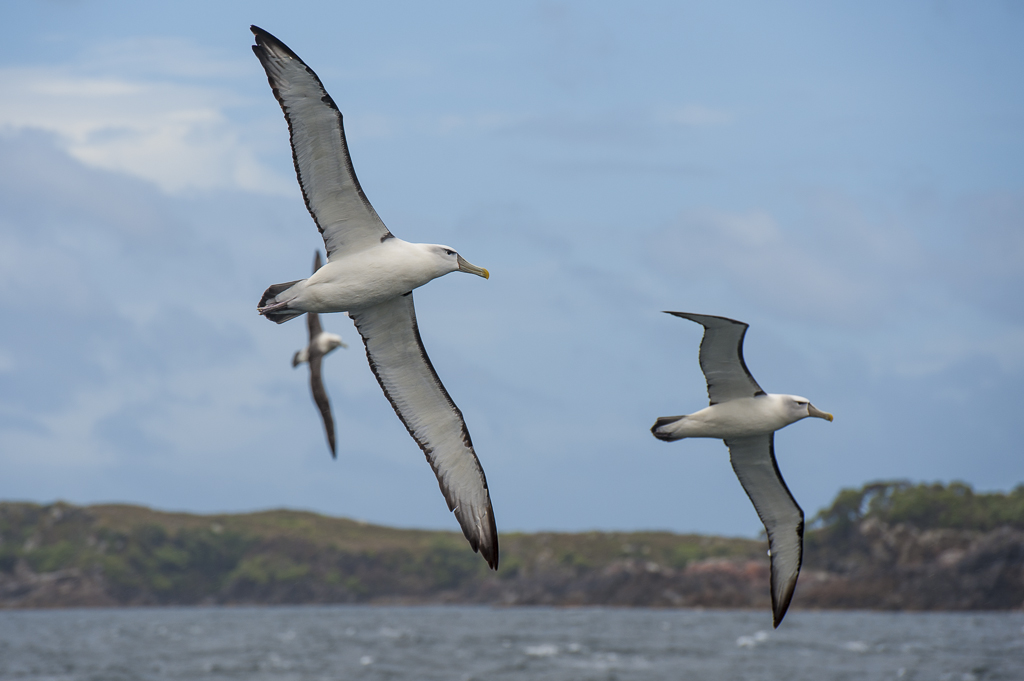 Schwarzbrauen Albatros Formation