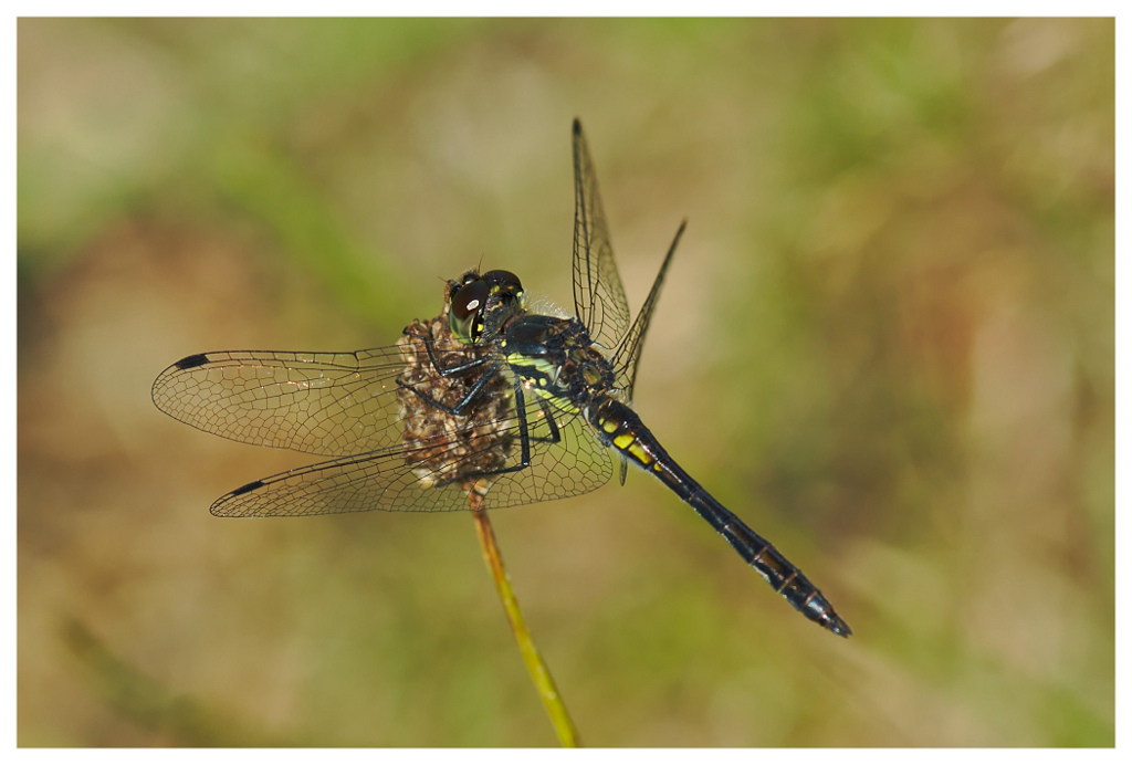 Schwarze Heidelibelle Männchen