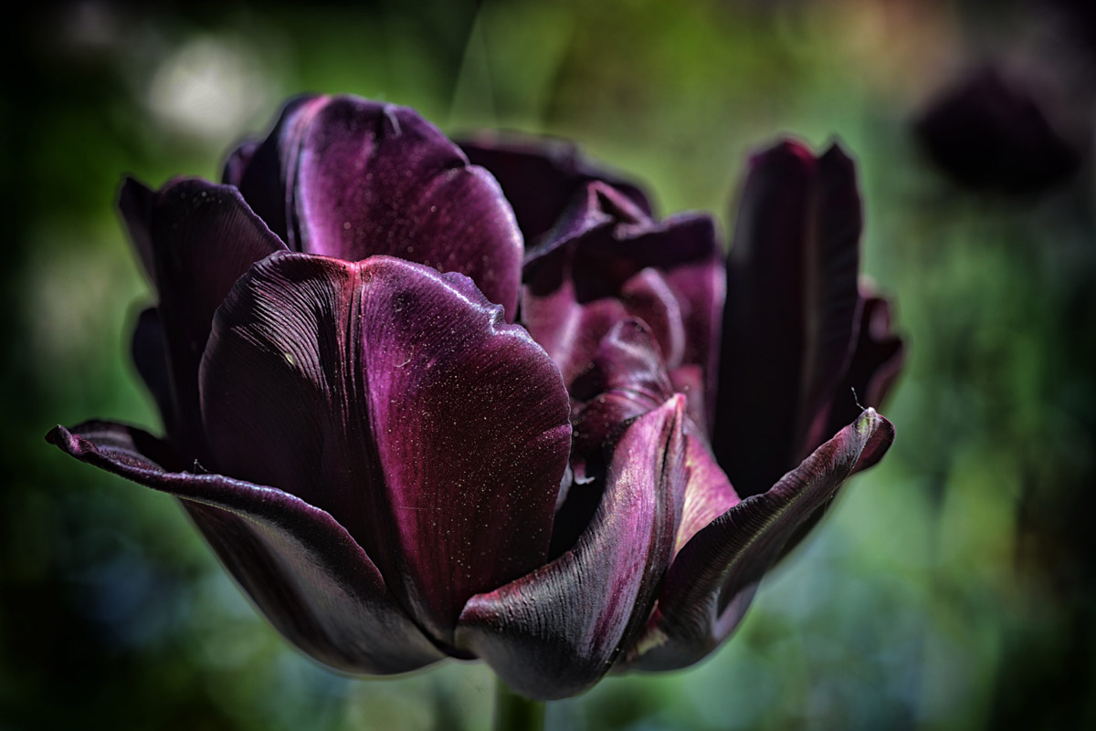 schwarze tulpe 1200