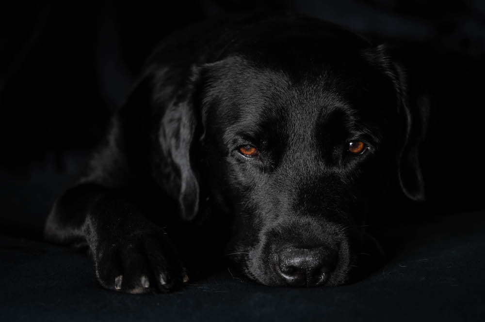 Schwarzer Hund, schwarzes Bett