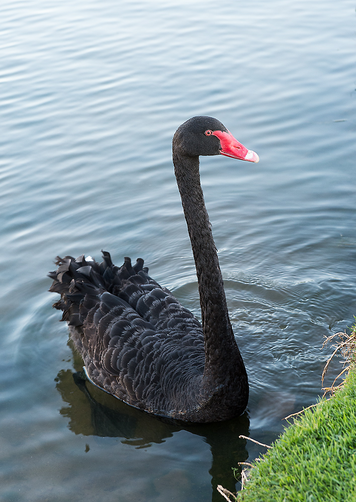 schwarzer schwan