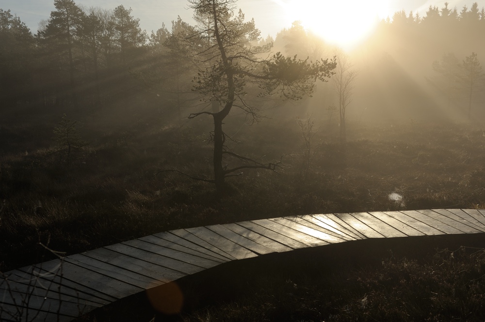 Schwarzes Moor 010