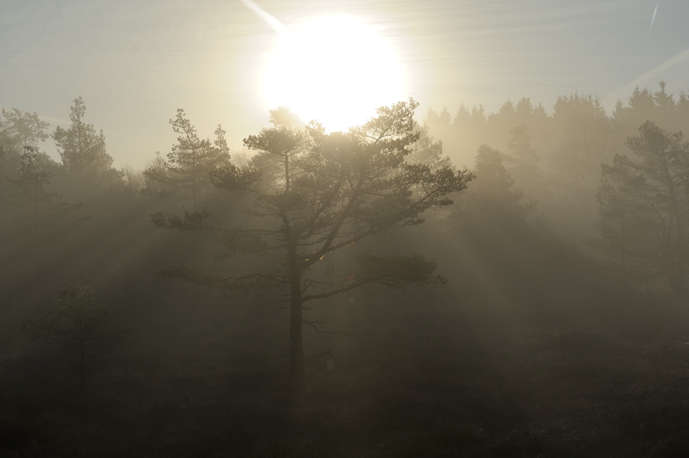 Schwarzes Moor 012