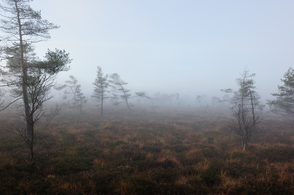Schwarzes Moor 014