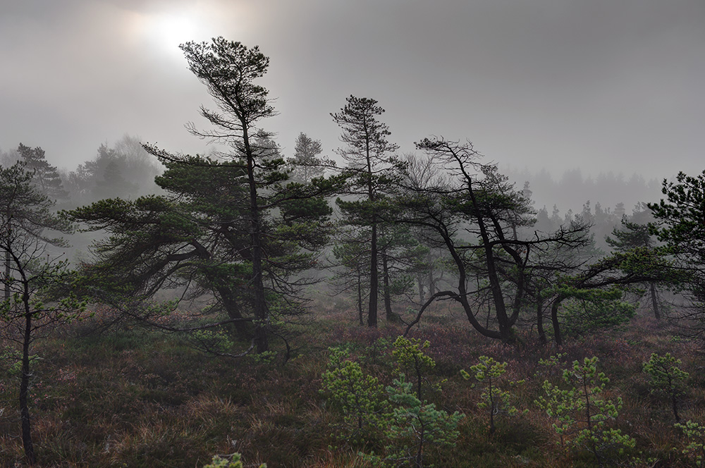 Schwarzes Moor 015