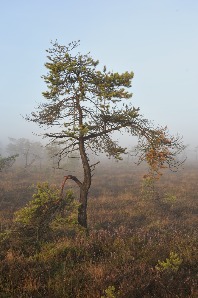 Schwarzes Moor 016
