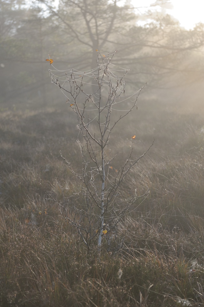 Schwarzes Moor 017