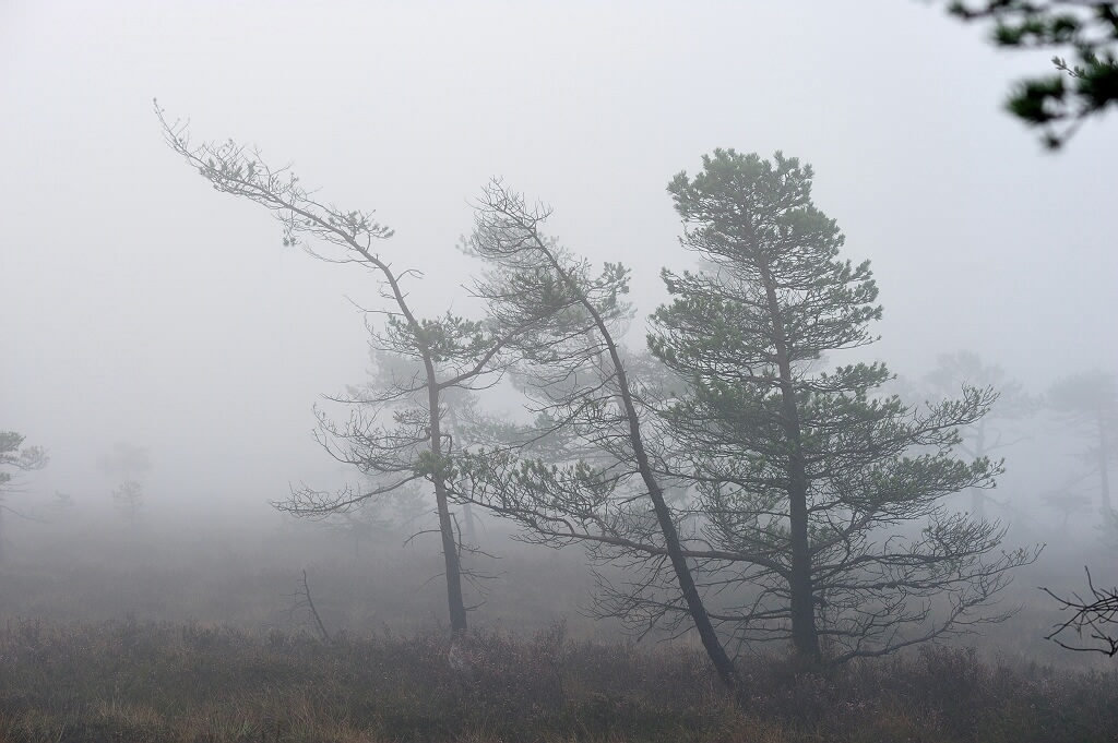 Schwarzes Moor 02