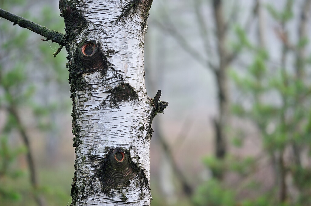 Schwarzes Moor 12