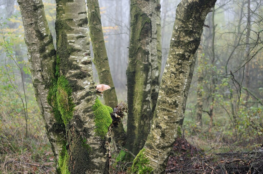 Schwarzes Moor 14