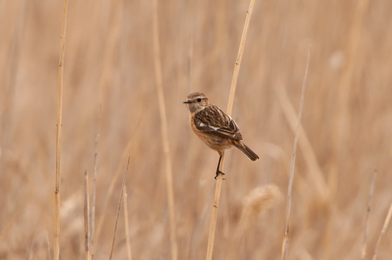 Schwarzkehlchen (weibchen)